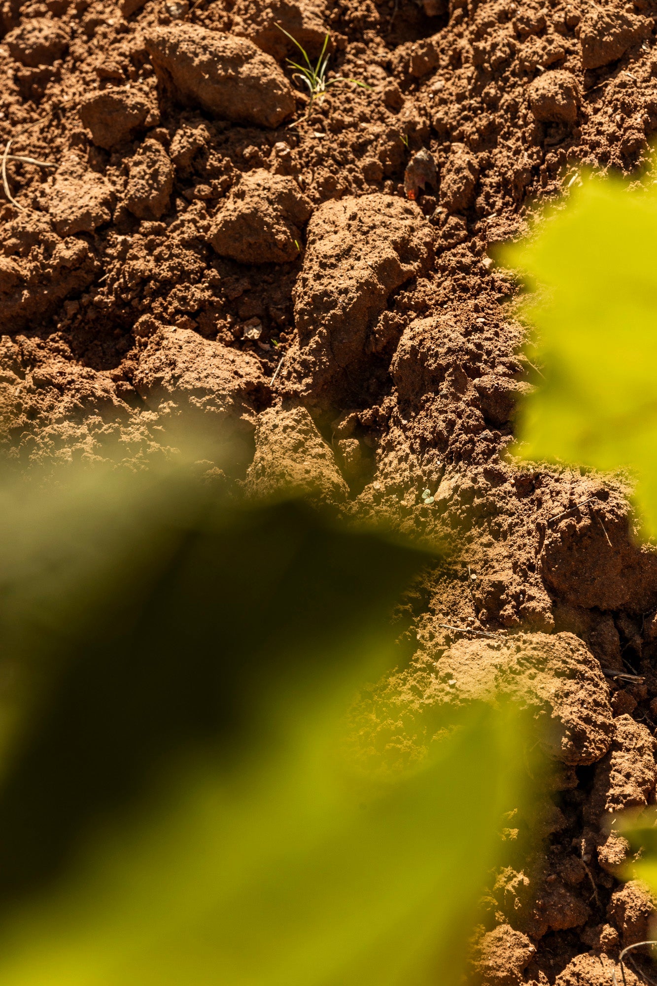 Terroir Weine Maremma Toscana Valdifalco Loacker