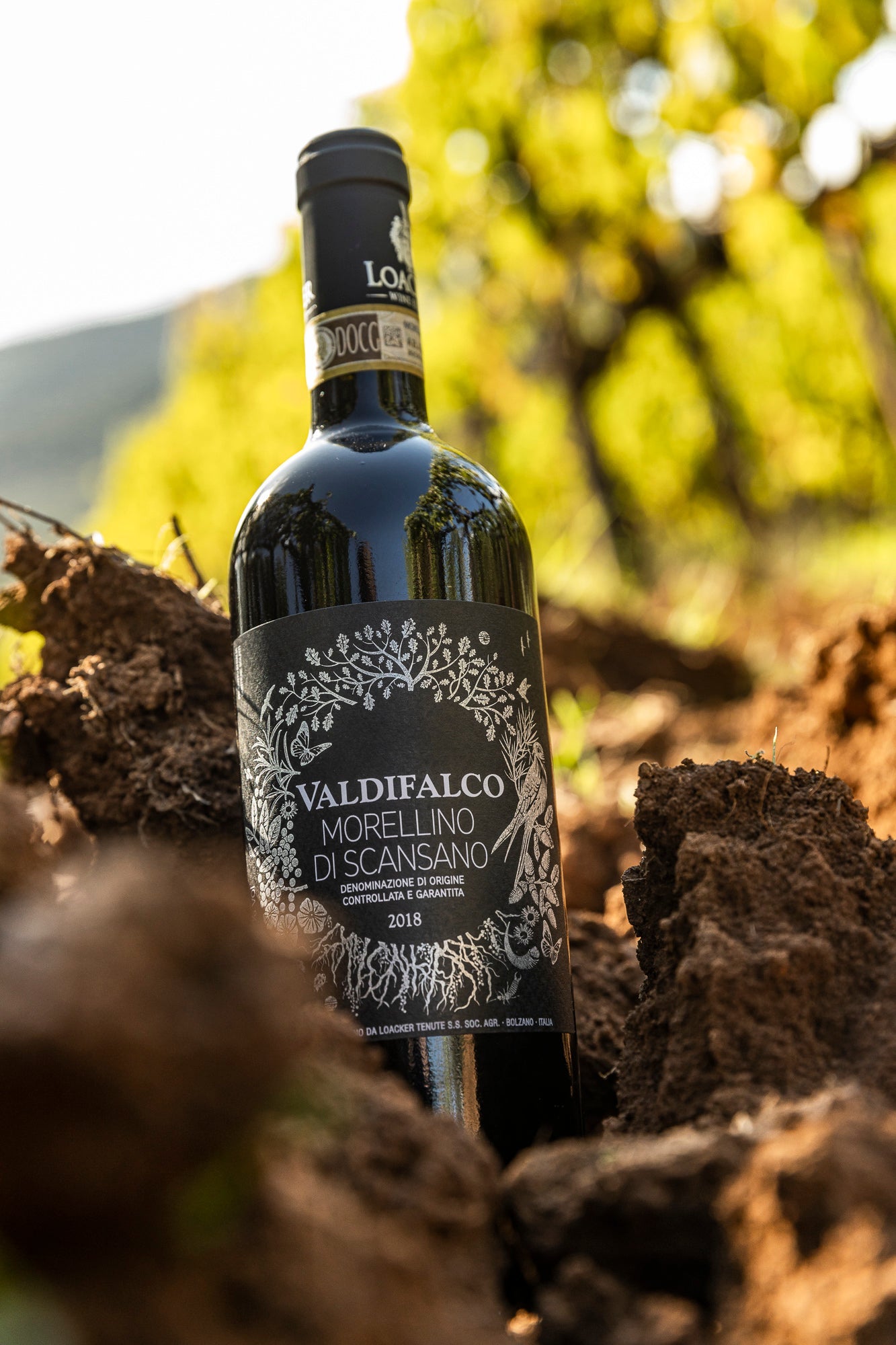 biologischer Wein Toscana Maremma