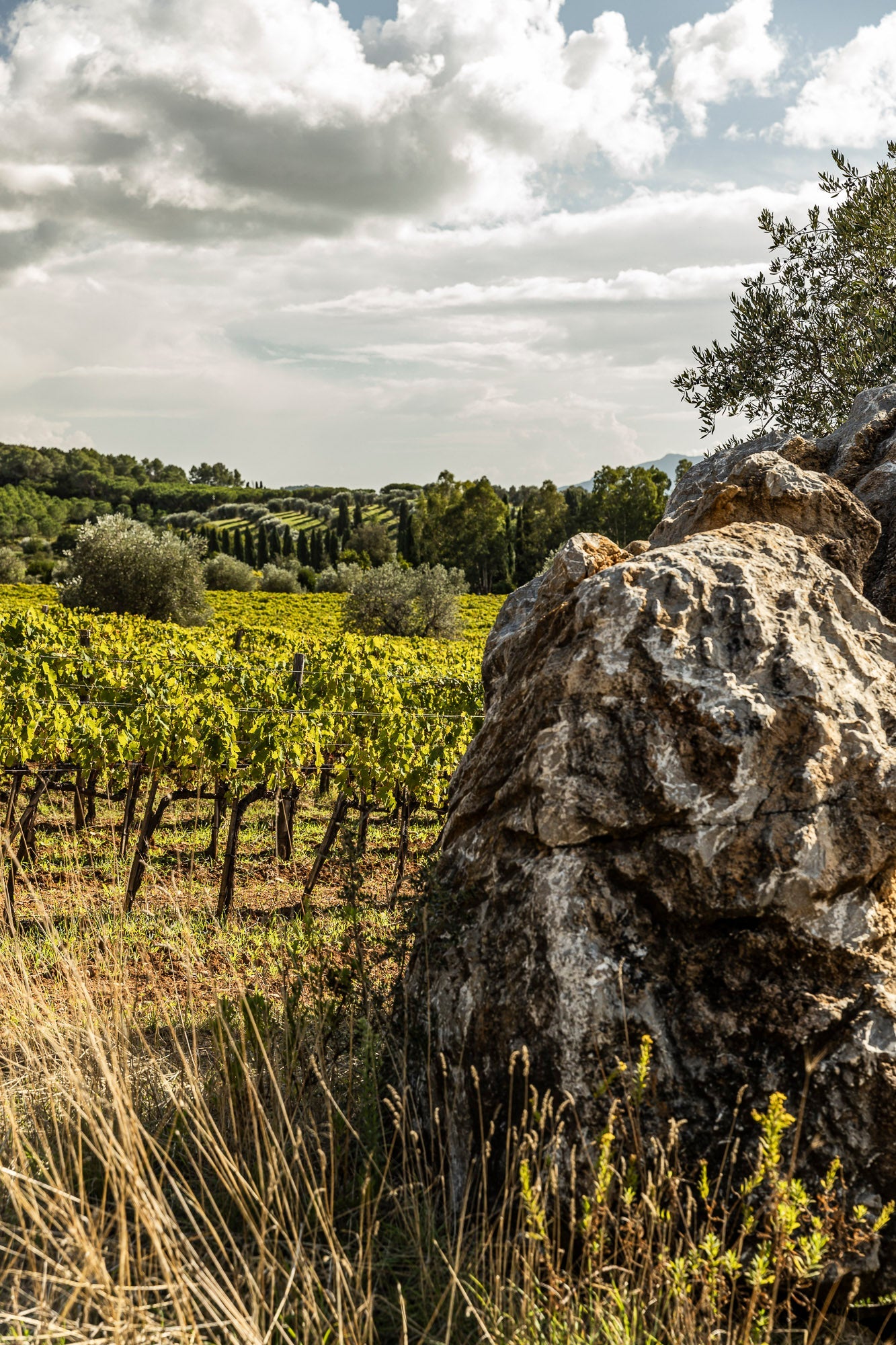 Maremma Terroir bioweinbau valdifalco loacker