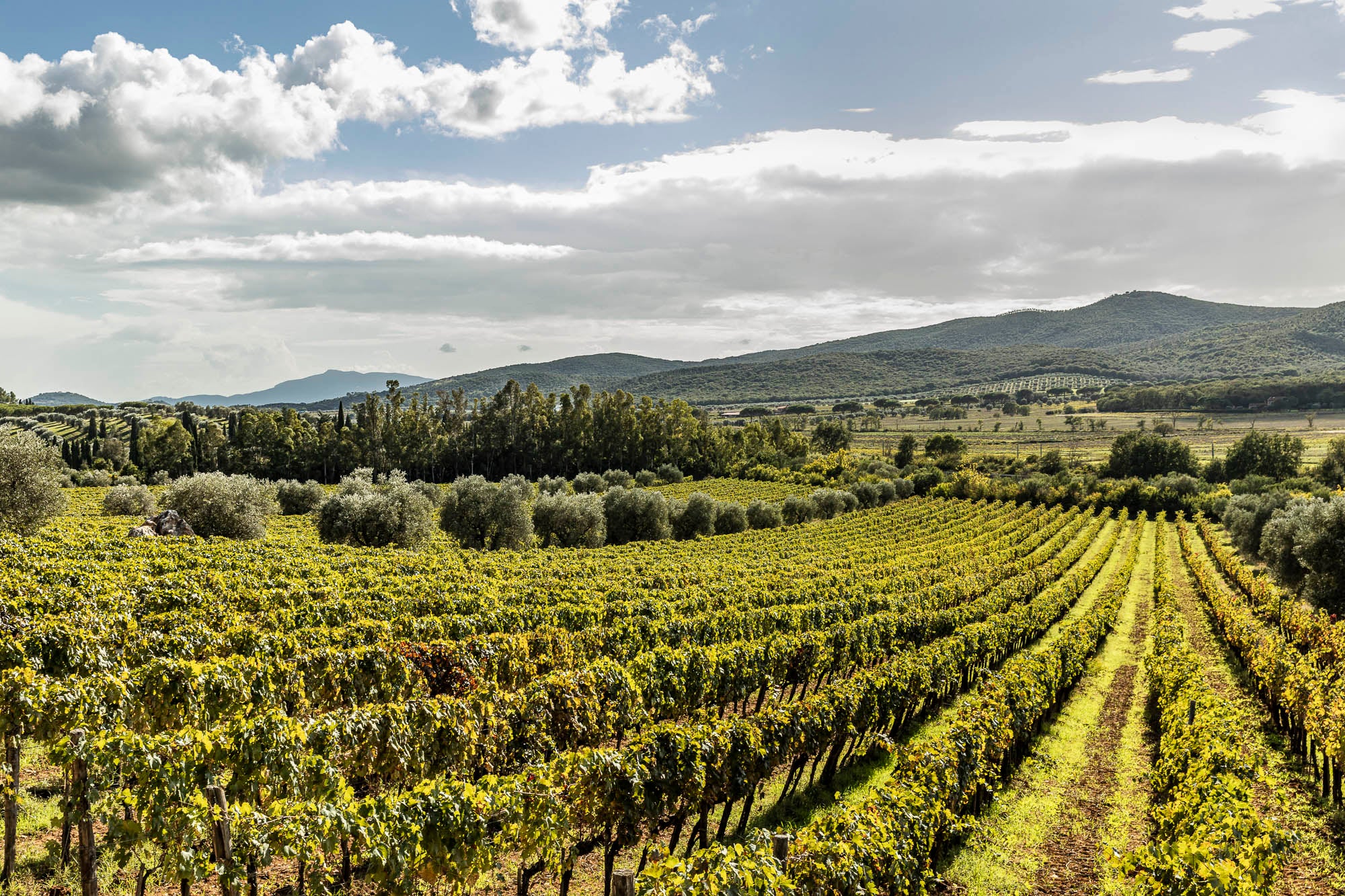 Olivenbäume maremma biologisch loacker