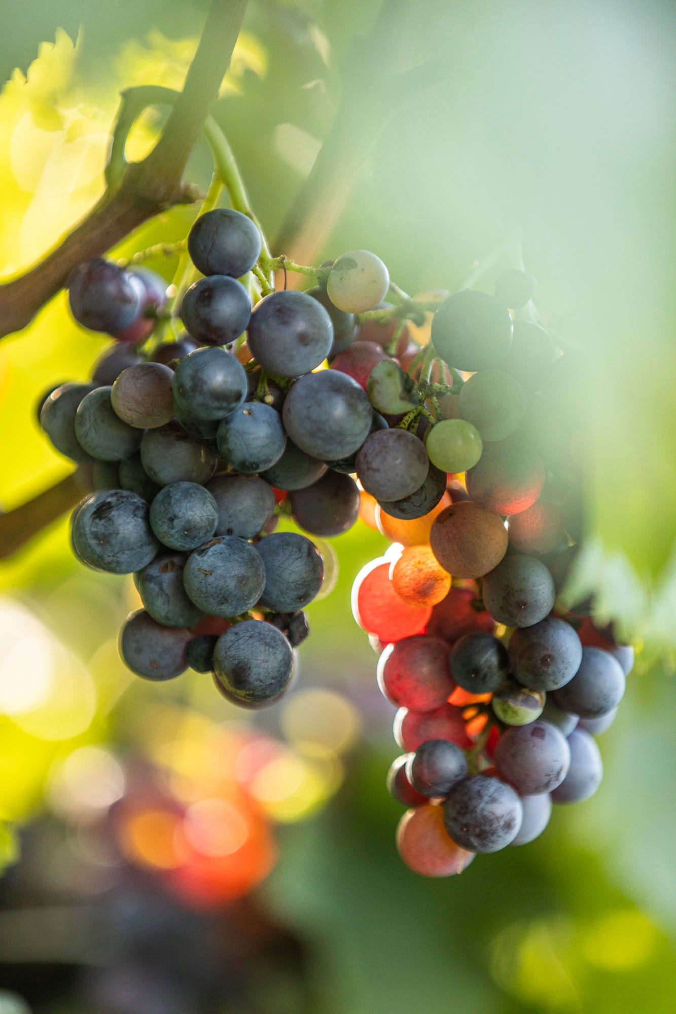 tirolensis ars vini winzerfreunde wein