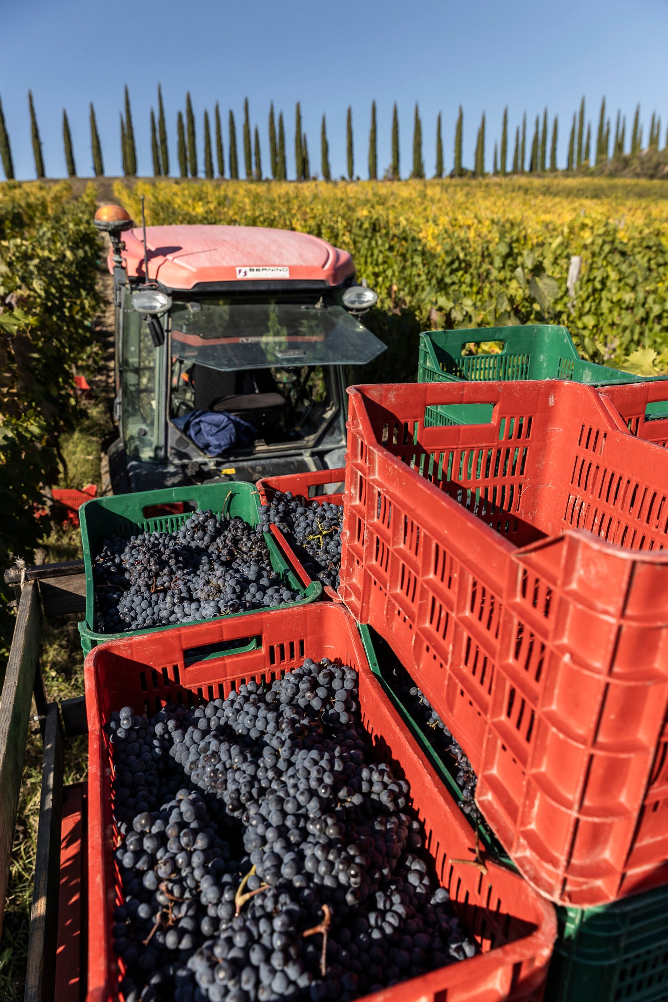 sangiovese trauben brunello corte pavone
