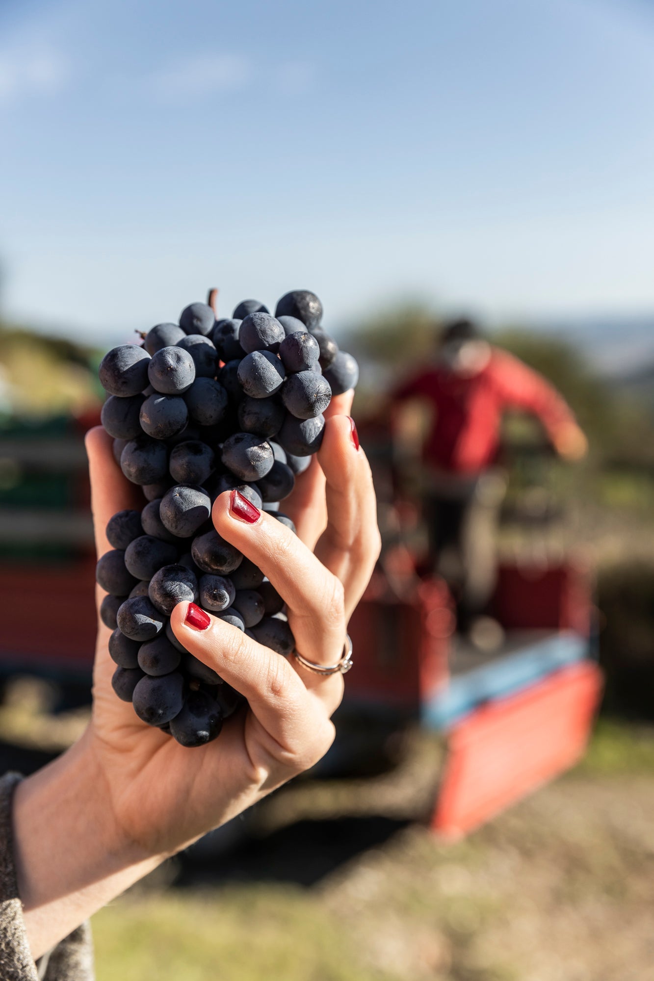 High quality wines tuscany burnello