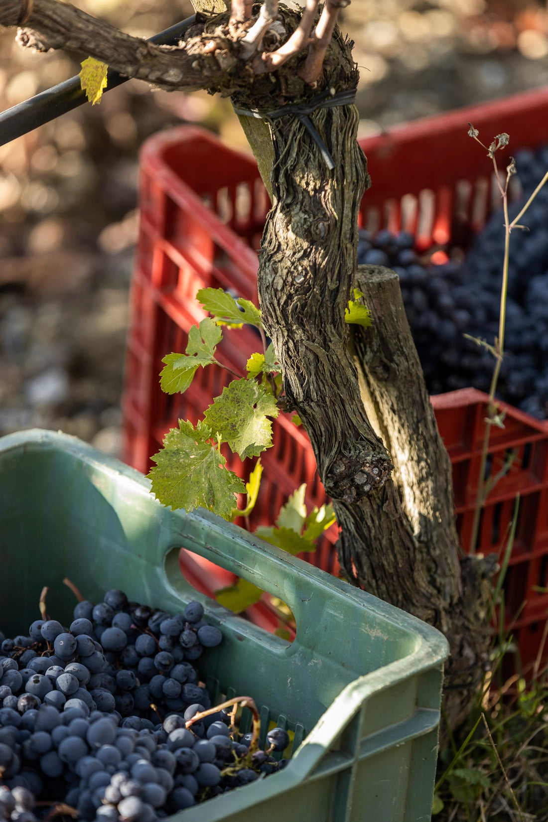 Sangiovese Trauben Morellino Valdifalco